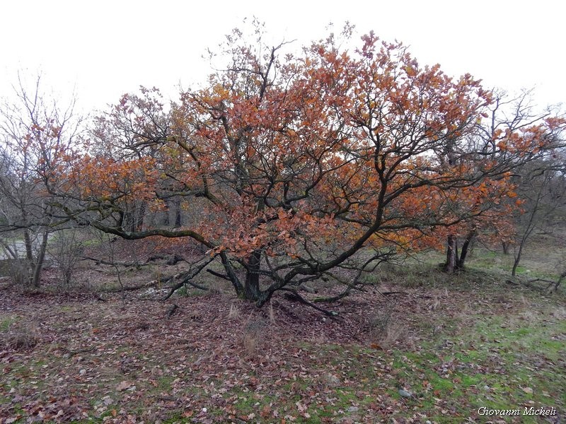 Parco del Ticino 23/11/13